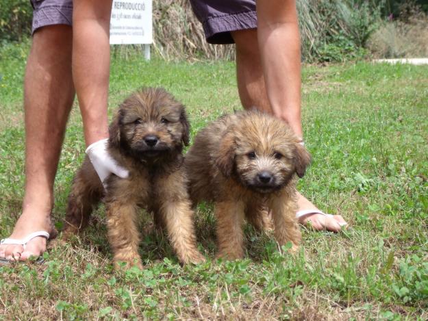 CACHORROS DE PASTOR CATALAN