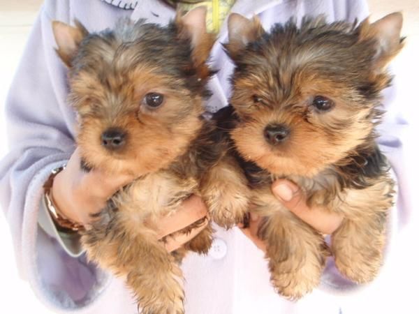 camada Yorkshire Terrier Minis 180 ¬ Transportes Incluidos