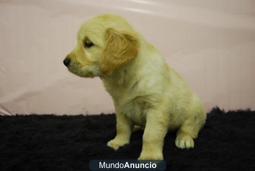 Golden Retriever camada de machos y hembras 2 meses