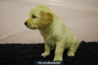 Golden Retriever camada de machos y hembras 2 meses - mejor precio | unprecio.es