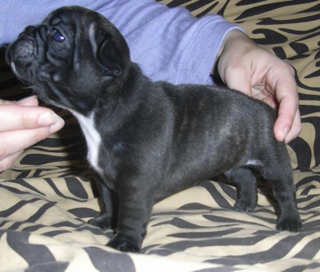 IMPRESIONANTES cachorros bulldog frances pedigree campeones buen precio