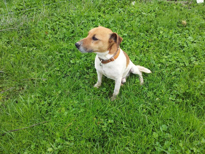 Jack Russell Terrier para montas