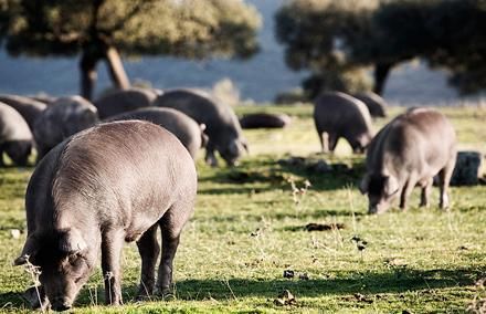 PRODUCTOS IBÉRICOS CURADOS Y ACEITE DE OLIVA VIRGEN EXTRA