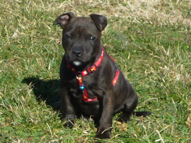 proxima camada stanforr shire bullterrier