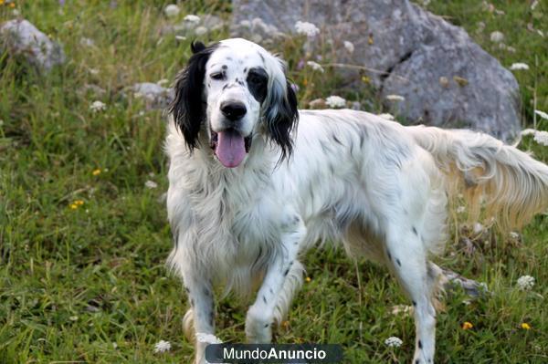 Rolling Stone majestuoso Setter quiere ser tu compañero para toda la vida