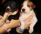 Vendo pitbulls - mejor precio | unprecio.es