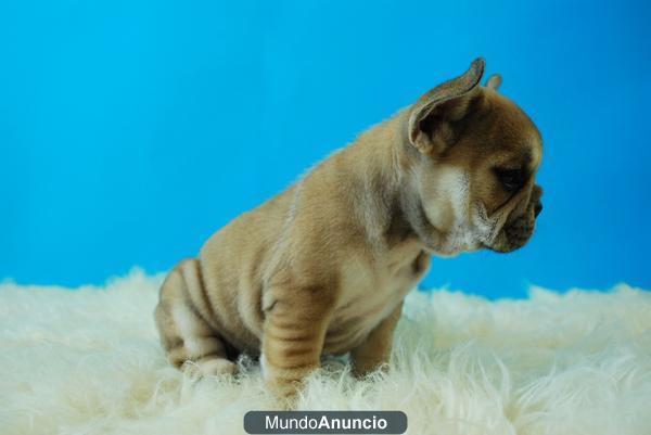 Cachorros de bulldog frances fawn de dos meses