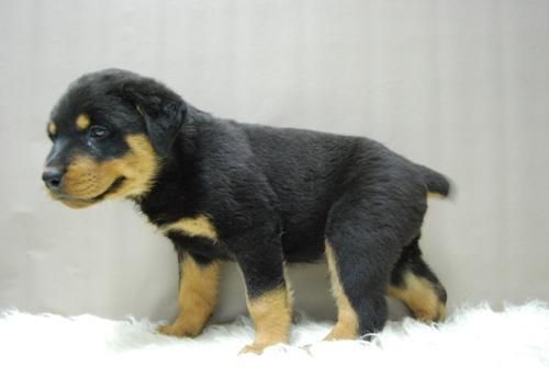 cachorros de rotweiler, aptos para su entrega, economicos