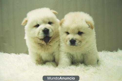 Chow Chow de Calidad Rojos y Blancos con 2 meses