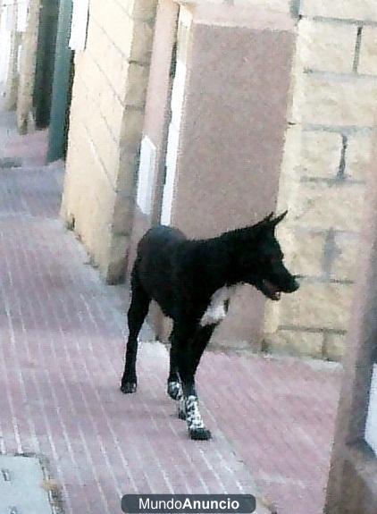 ENCONTRADO  PERRO  EN  LOECHES