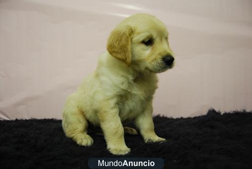 Golden Retriever machos & hembras