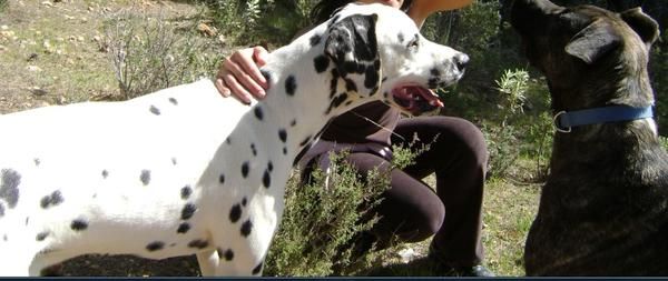 IMPRESIONANTE  DALMATA PARA MONTAS