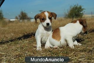 Jack russell terrier CRIADORES EN MADRID