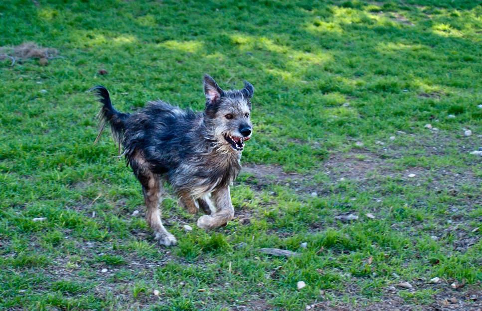 Zen, precioso gos d'atura en adopción