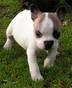 000000EXCELENTES CACHORROS BULLDOG FRANCES NACIONALES 444444444