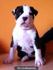 American Staffordshire Terrier - mejor precio | unprecio.es