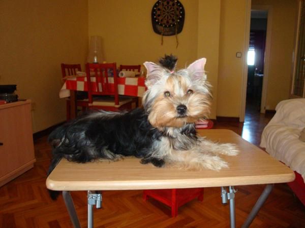 Cachorrita de Yorkshire Terrier con Pedigree