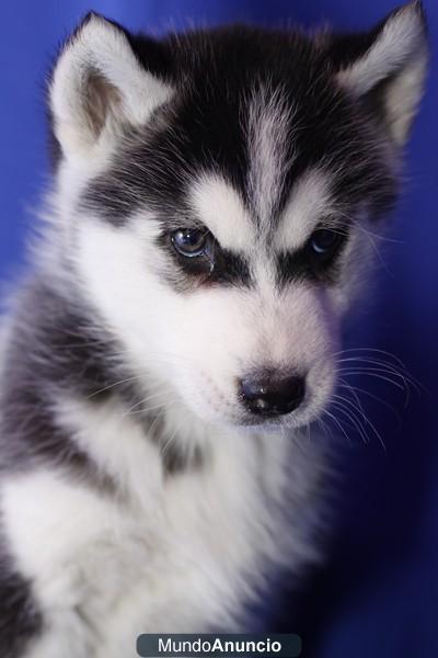 Cachorros de Alaska Malamute en Barcelona, Ven a verlos a nuestra tienda