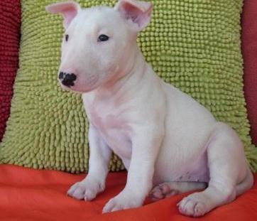 Excelentes cachorros de bullterrier