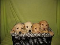 FANTASTICOS CACHORROS LABRADOR DORADO 190 EUROS