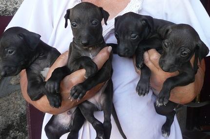 Galgo italiano