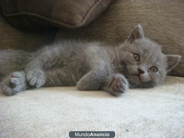 Gatos British shorthair, del 20/08 entrega Noviembre