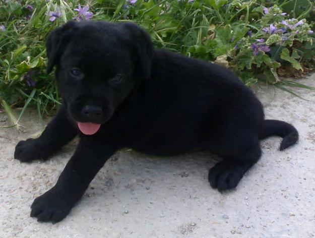 Labrador Retriever