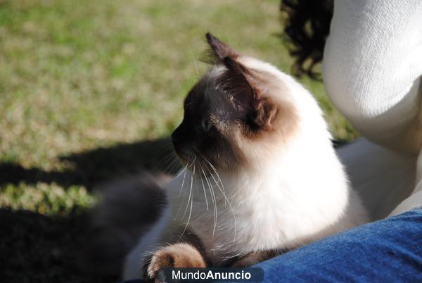 Preciosa Gatita Ragdoll