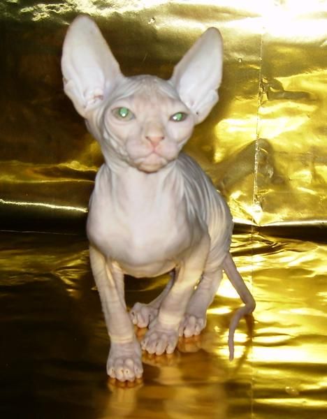 Sphynx o gato sin pelo