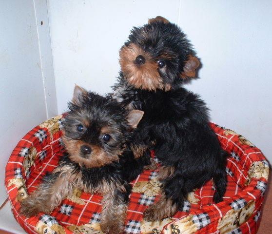 VENDO  CAMADA YORKSHIRE TERRIER