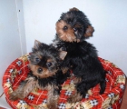 VENDO CAMADA YORKSHIRE TERRIER - mejor precio | unprecio.es