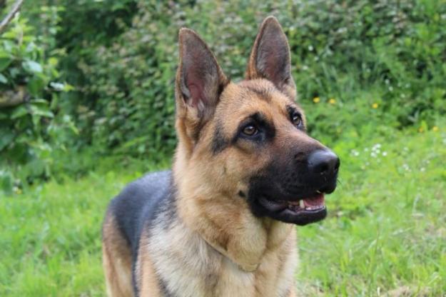 Adiestramiento canino y corrección de malas conductas