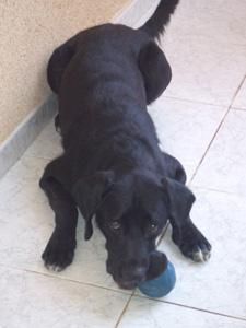 --- DRAKO ---LABRADOR NEGRO