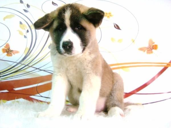 AKITA INU CON DOS MESES DE EDAD CACHORROS