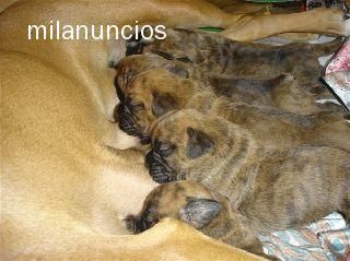 cachorros boxer hijos de campeon de españa