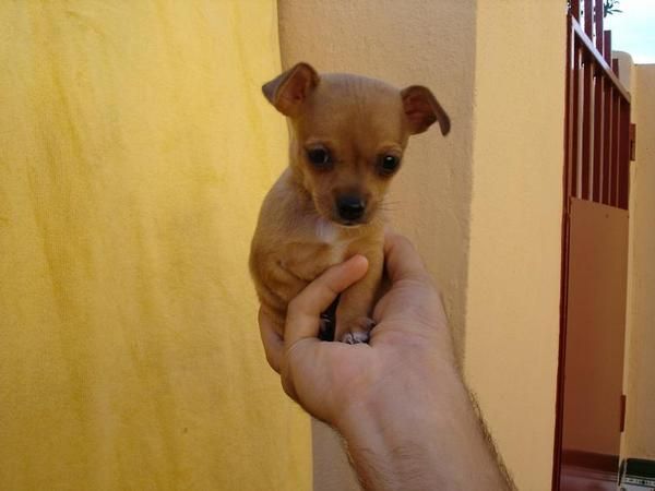 Hembrita de chihuahua con pedigree