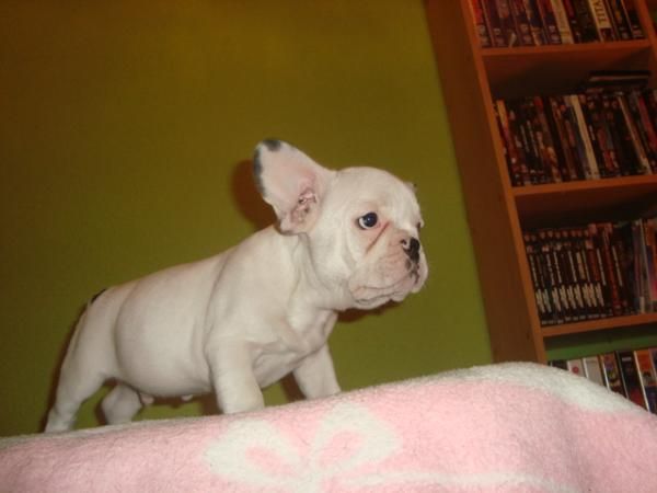 ULtimos cachorros de Bulldog Frances Particular