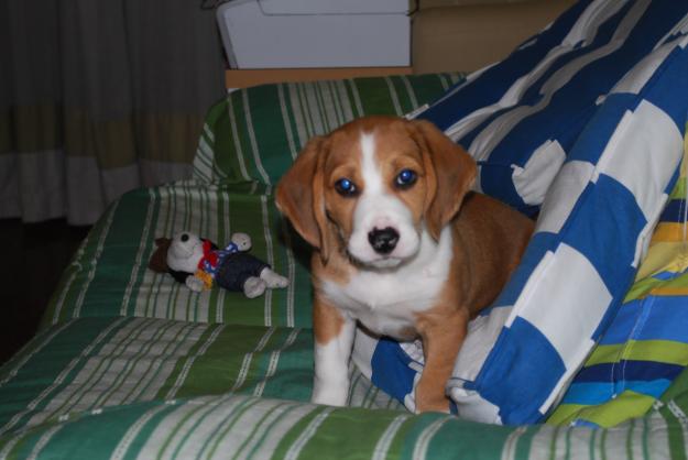 Venta cachorro beagle hembra 2 meses. 230 euros.