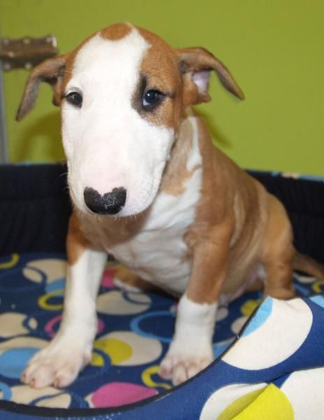 ¡Tu Bullterrier cachorros de 2 meses!