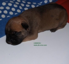 Bullmastiff. Cachorros - mejor precio | unprecio.es