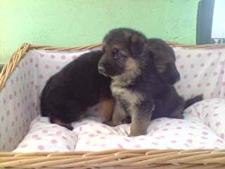 cachorros de PASTOR ALEMAN con PEDIGREE 300