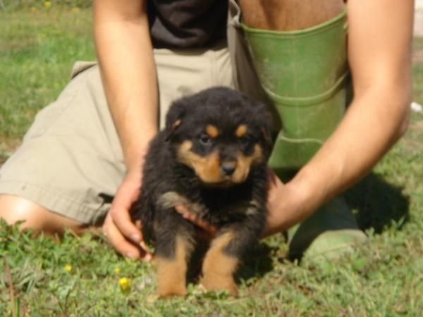 CACHORROS DE ROTTWEILLER 600