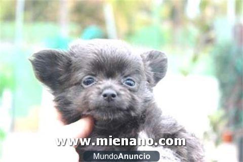 CHIHUAHUAS EN VENTA, ENVIAMOS CONTRAREEMBOLSO A TODA ESPAÑA