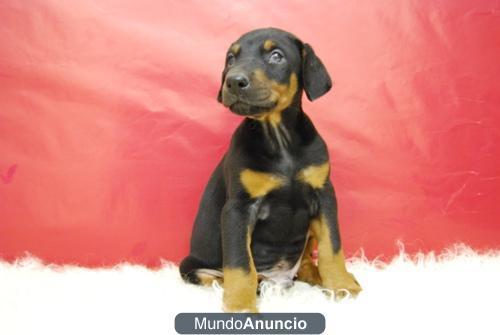 Doberman ejemplares listos para entregar