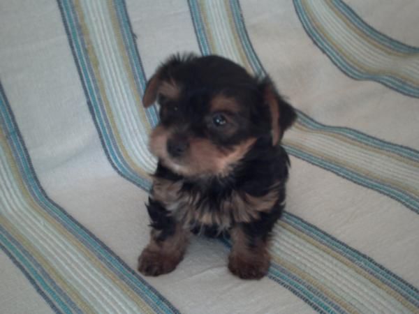 hembra yorkshire terrier con pedigri L.O.E.