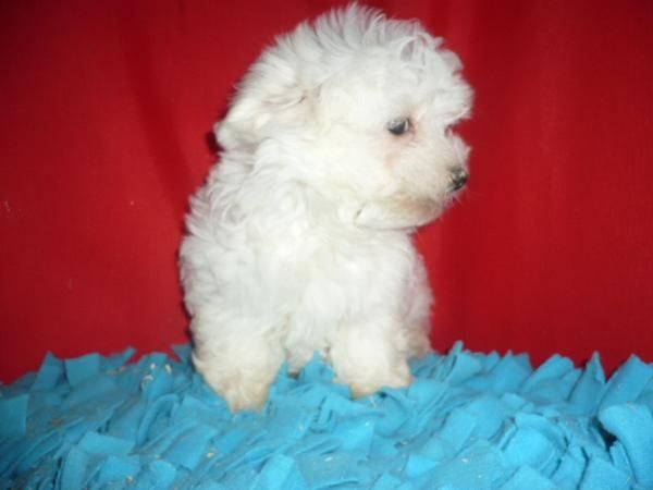 PRECIOSOS CACHORRITOS BICHON MALTES