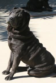 shar pei americano busca novia