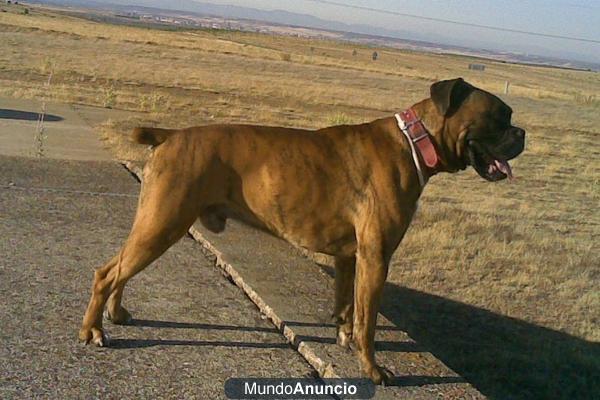 BOXER MACHO PARA MONTAS