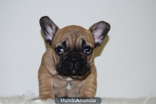 Bulldog Frances ( Fanw ) Excelentes