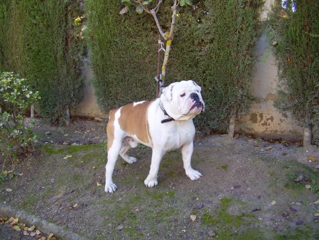 bulldog ingles para montas